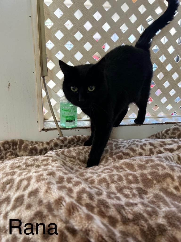 Rana, Adoptable, Senior Female Domestic Short Hair.