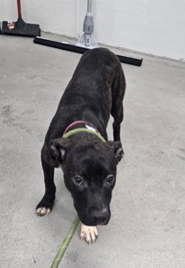 Pita, ADOPTABLE, Young Female Pit Bull Terrier.