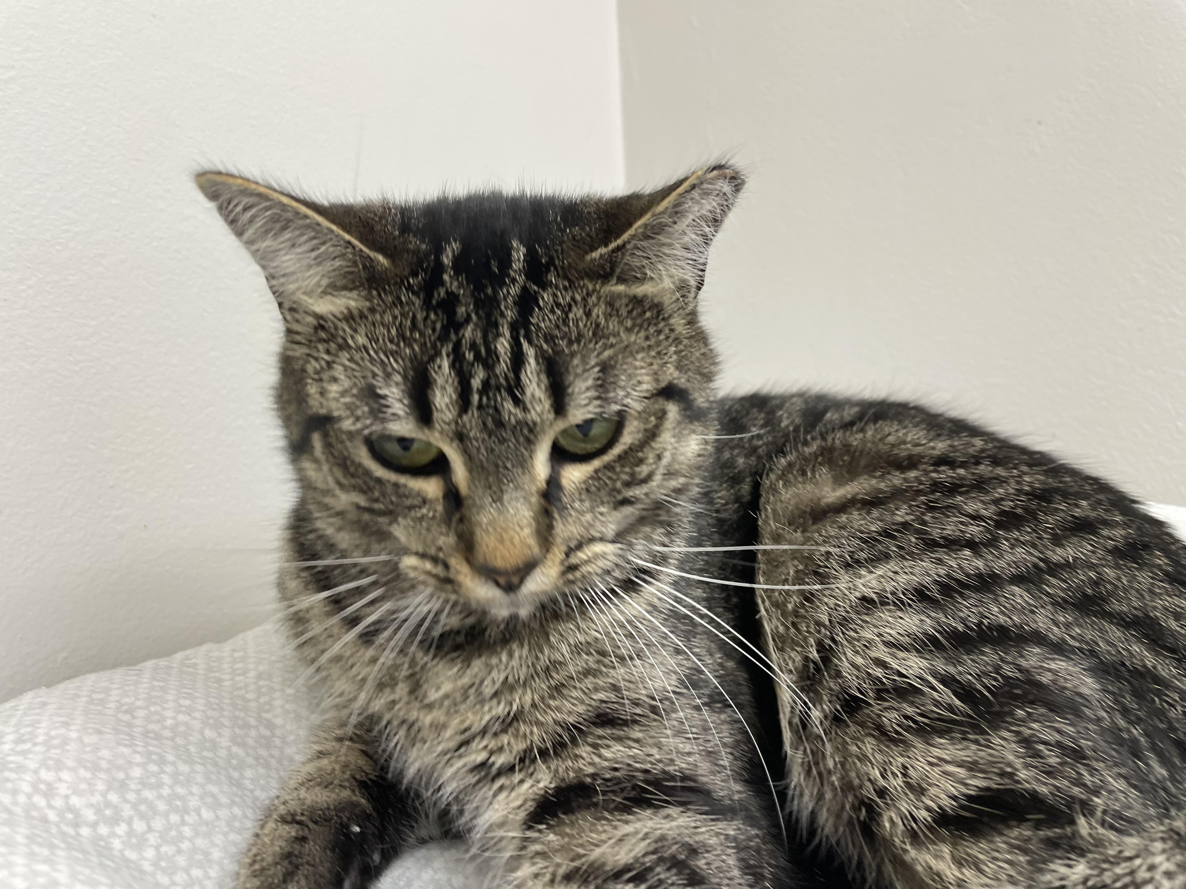 Enlarge Echo, a ADOPTABLE Domestic Short Hair in Fernandina Beach, FL image 4/4
