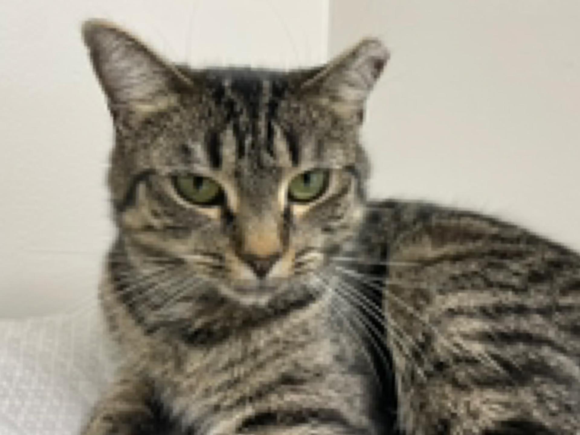 Enlarge Echo, a ADOPTABLE Domestic Short Hair in Fernandina Beach, FL image 3/4