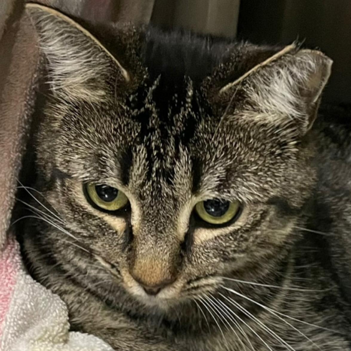 Enlarge Echo, a ADOPTABLE Domestic Short Hair in Fernandina Beach, FL image 1/4