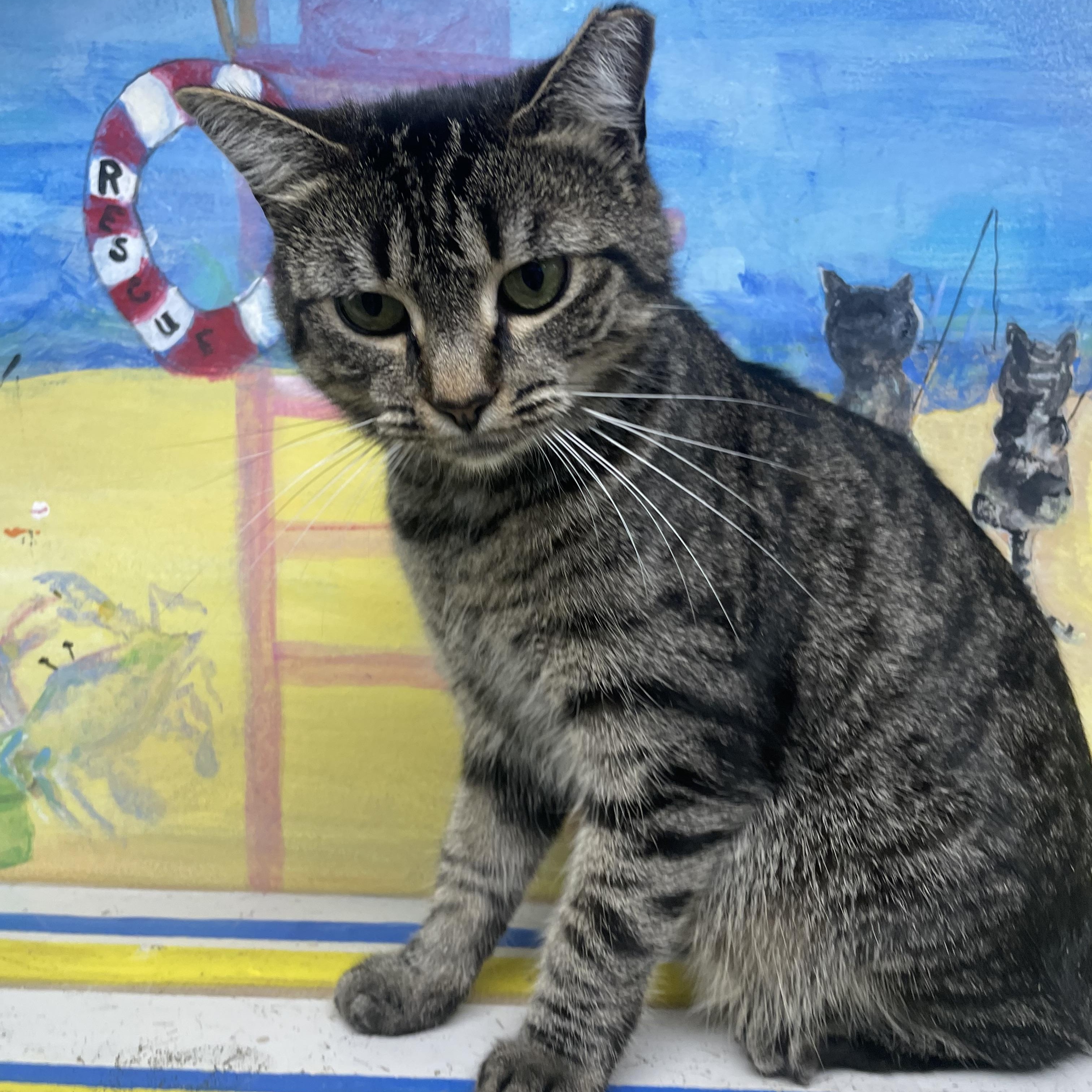 Enlarge Echo, a ADOPTABLE Domestic Short Hair in Fernandina Beach, FL image 2/4