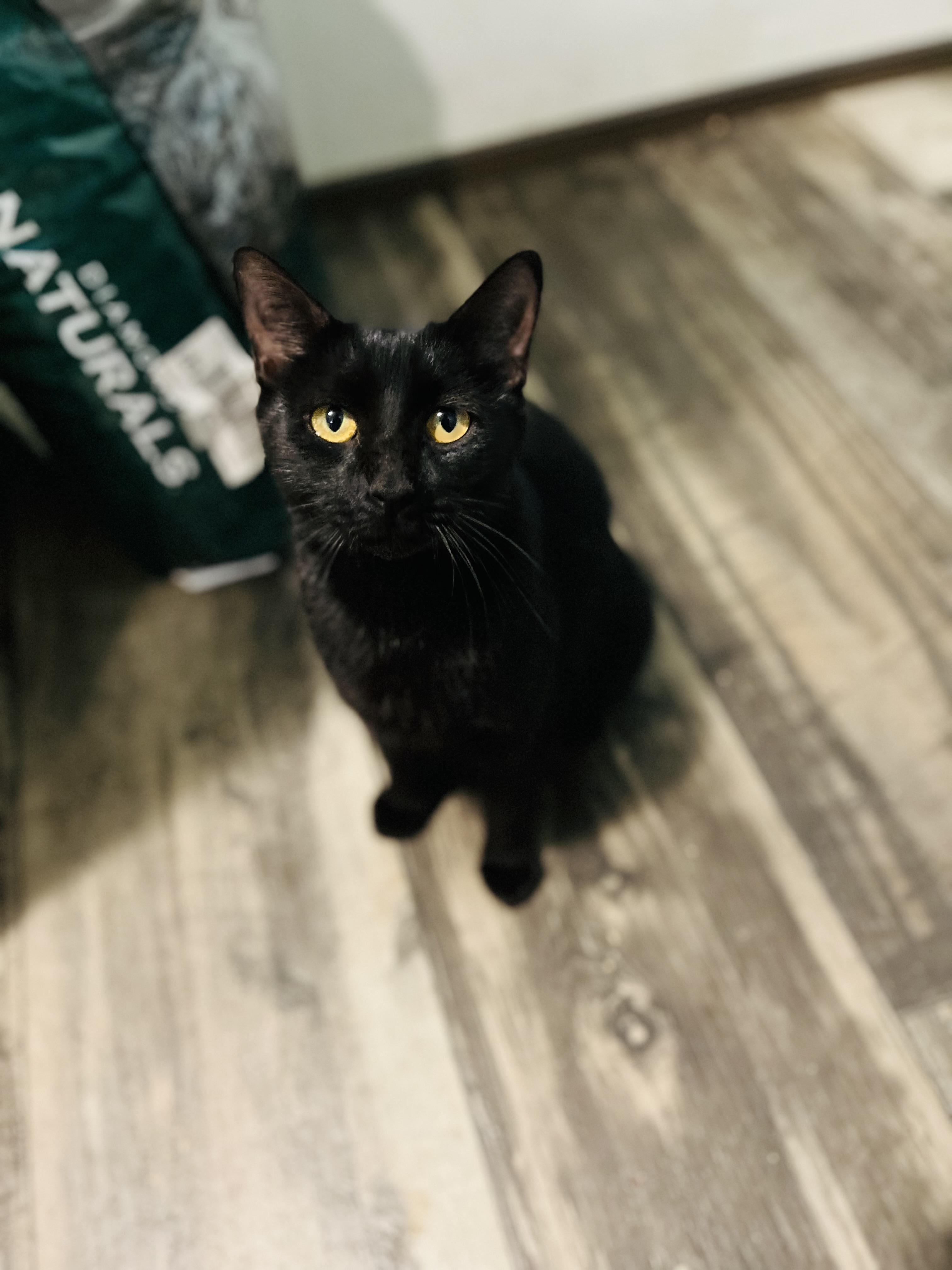 Sasha, Adoptable, Adult Female Domestic Short Hair.