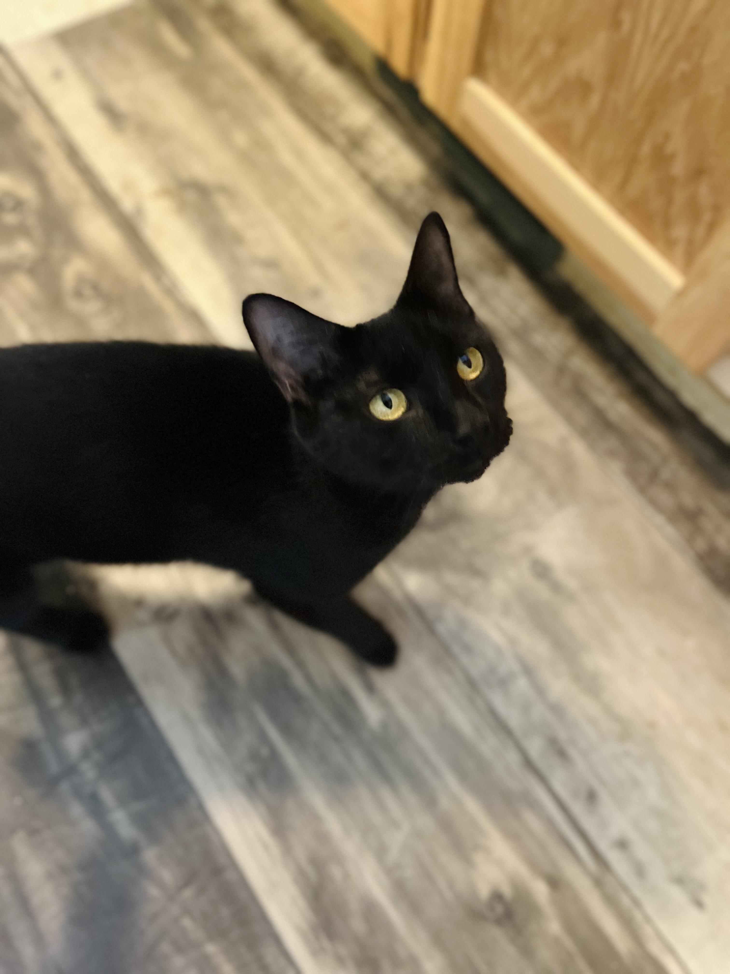 Sasha, a Adoptable Domestic Short Hair in Stockton Springs, ME image 2/2