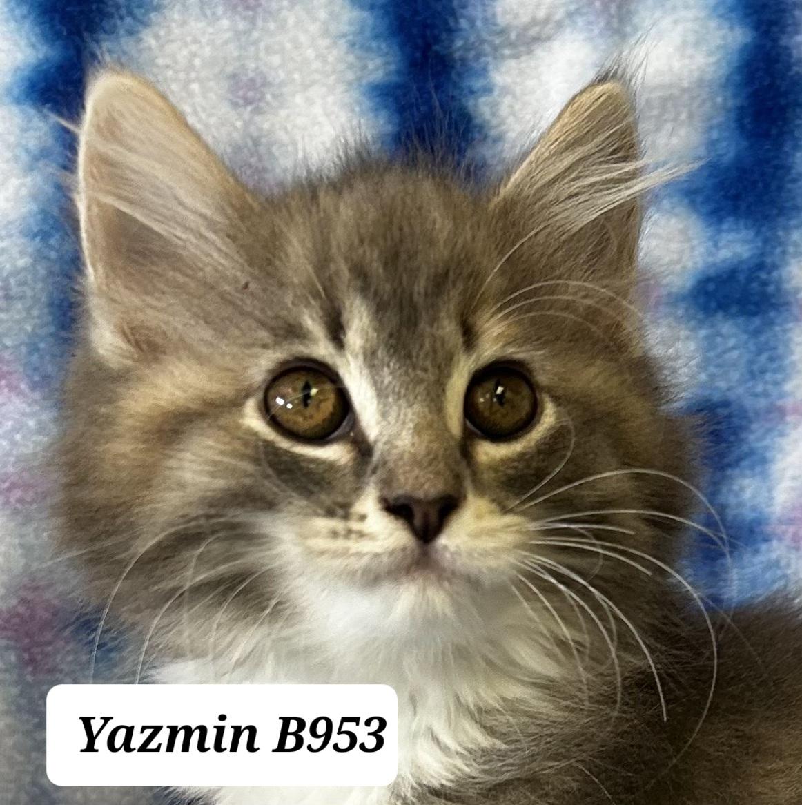 Yazmin, adopted, Kitten Female Domestic Long Hair.