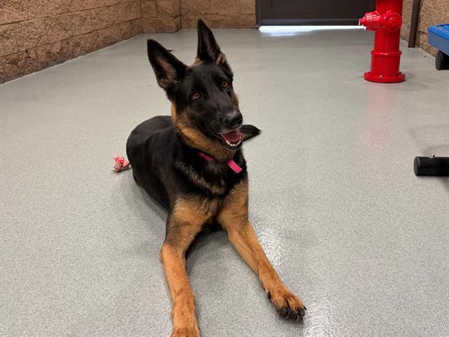ADIRA, Adoptable, Adult Female German Shepherd Dog & Mixed Breed.