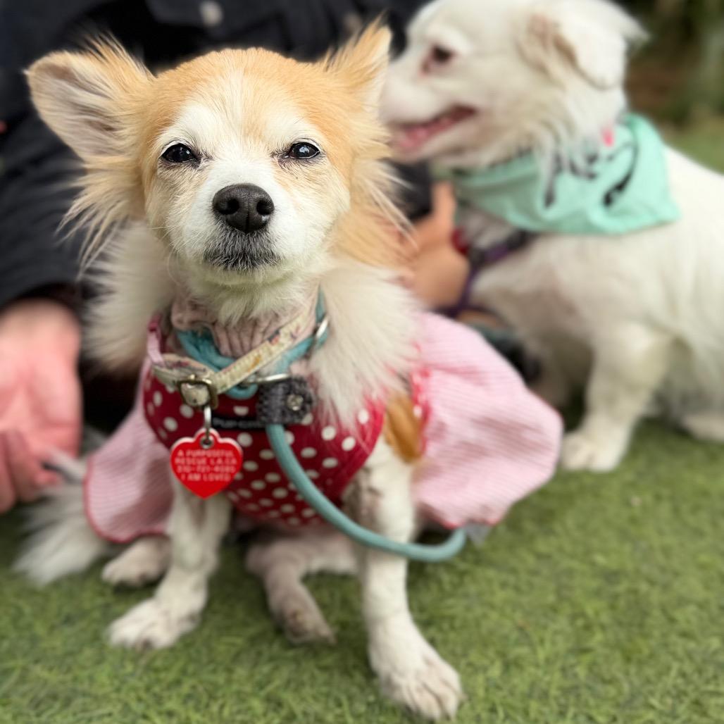 Dorinda, Adoptable, Senior Female Papillon.