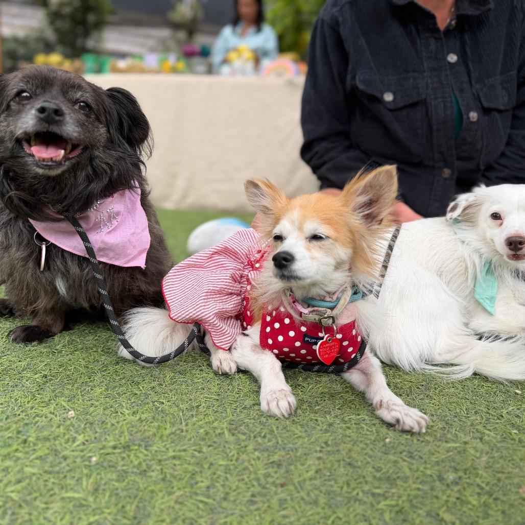Dorinda, a Adoptable Papillon in Los Angeles, CA image 2/6