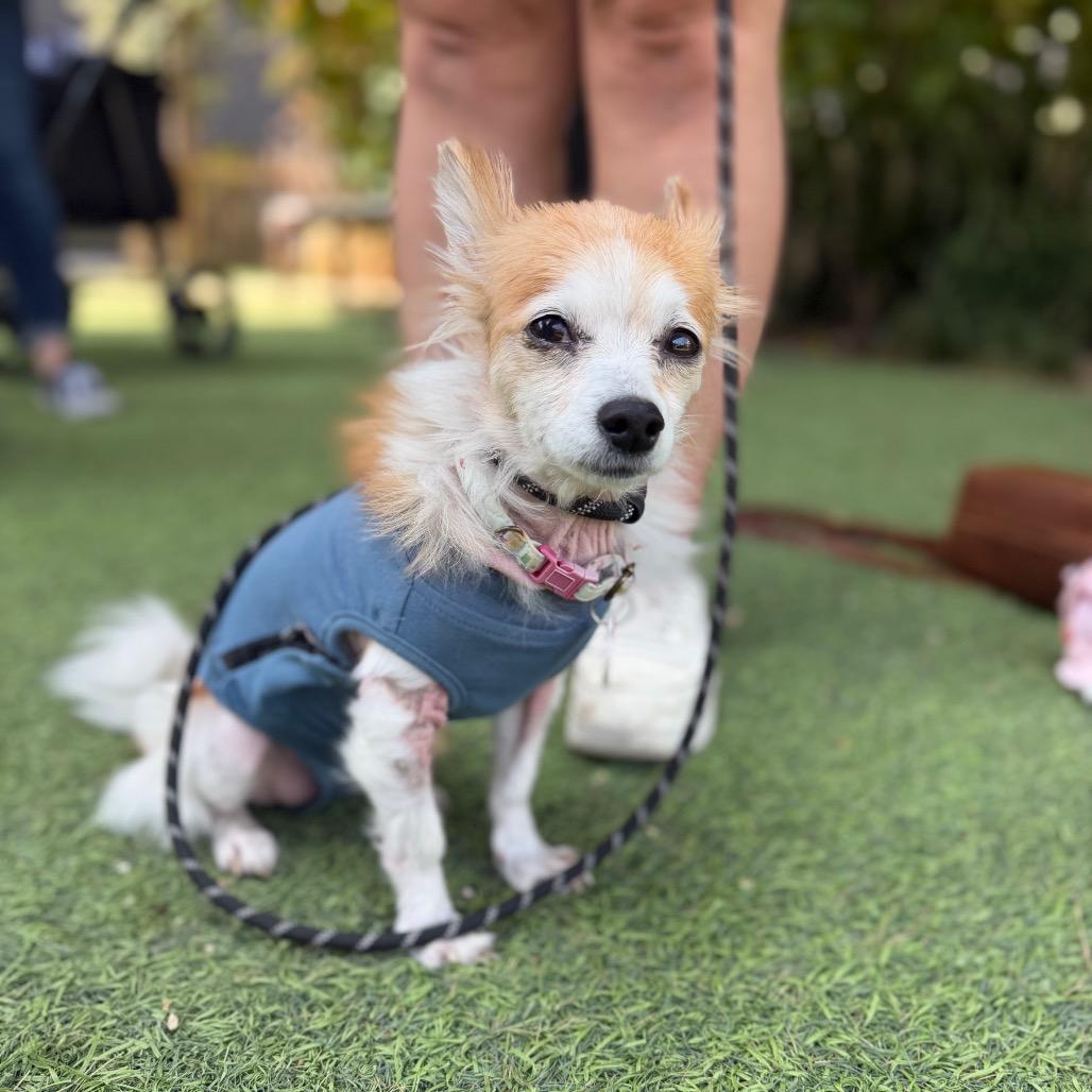 Dorinda, Adoptable, Senior Female Papillon.
