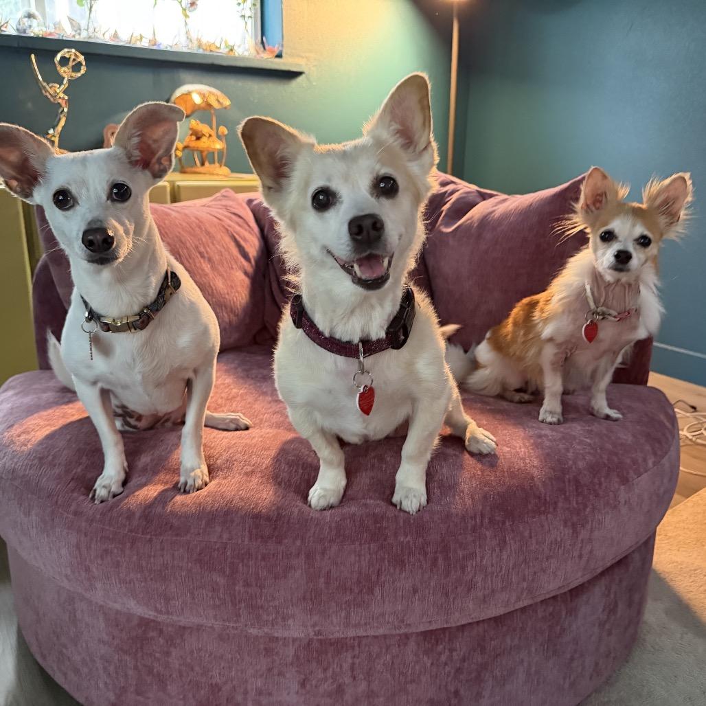 Dorinda, a Adoptable Papillon in Los Angeles, CA image 2/6
