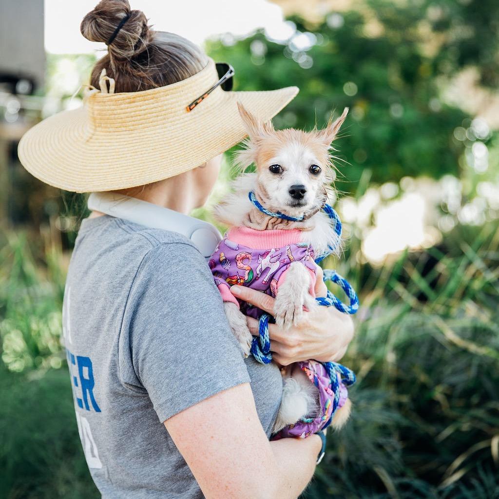 Dorinda, a Adoptable Papillon in Los Angeles, CA image 3/6