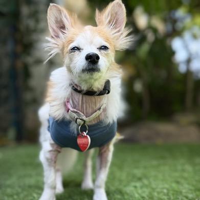 Dorinda, a Adoptable Papillon in Los Angeles, CA image 4/6