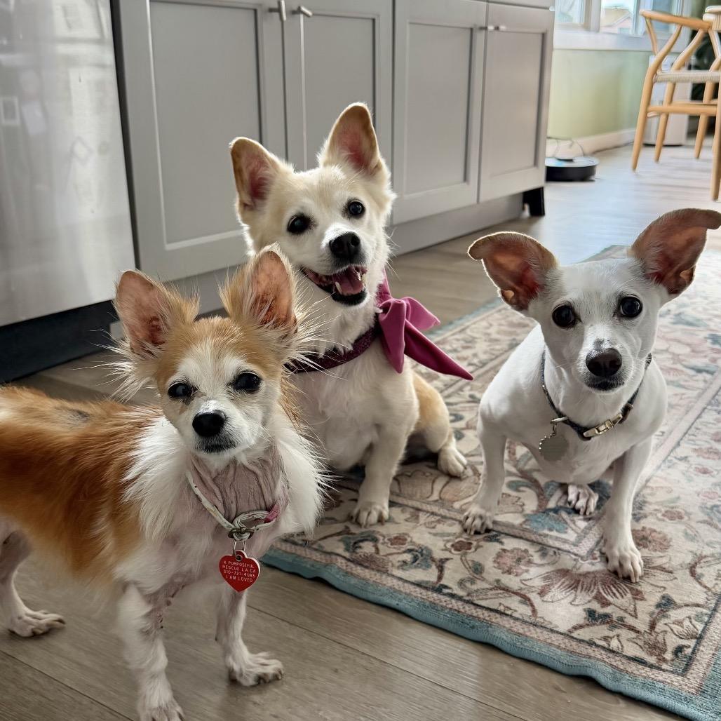 Dorinda, a Adoptable Papillon in Los Angeles, CA image 5/6