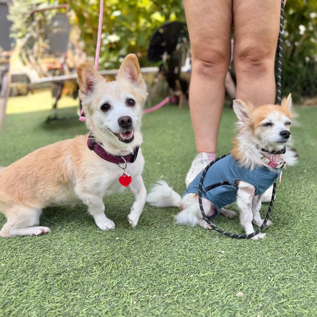 Dorinda, a Adoptable Papillon in Los Angeles, CA image 6/6