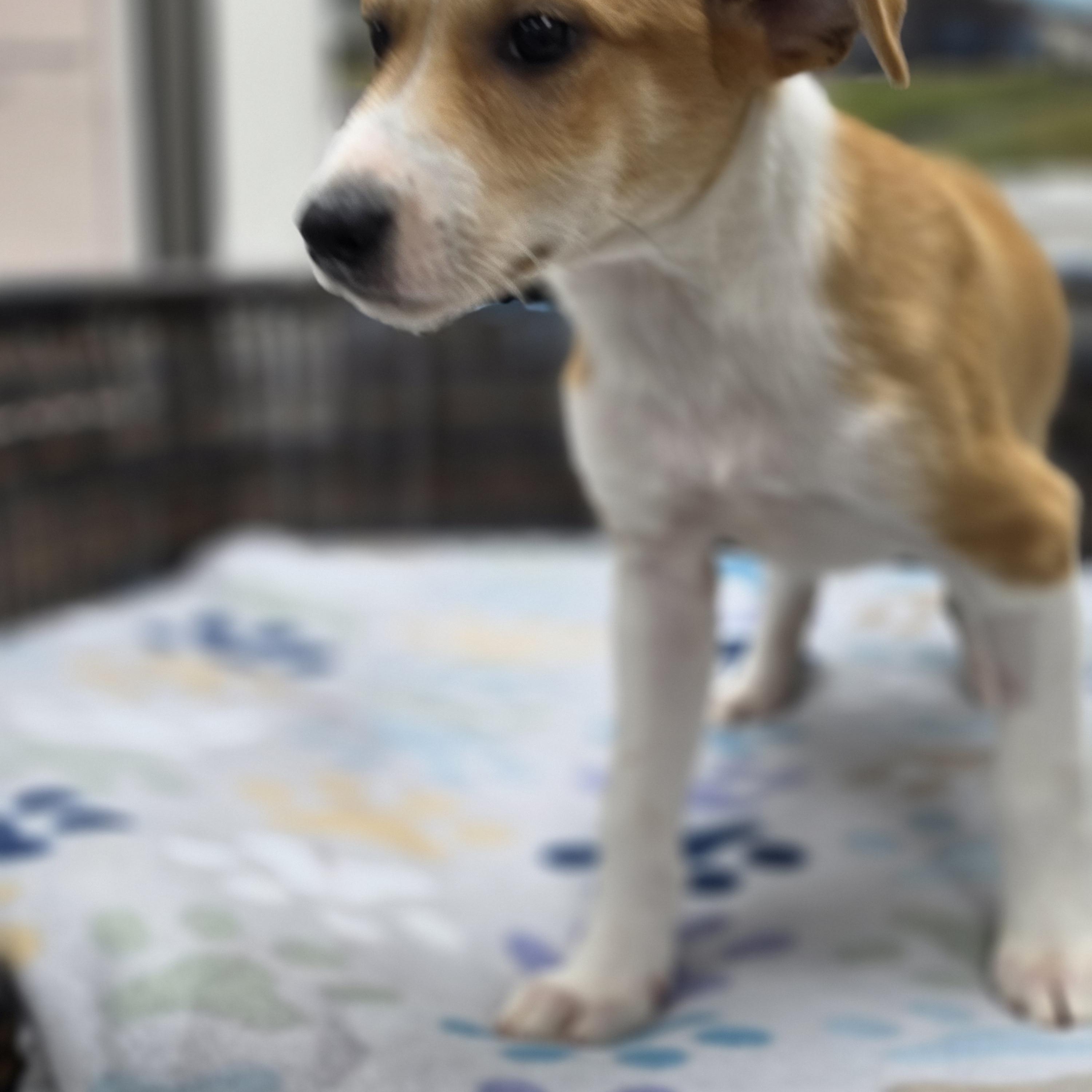 Enlarge Luke, a Adoptable mixed breed in Neillsville, WI image 3/5