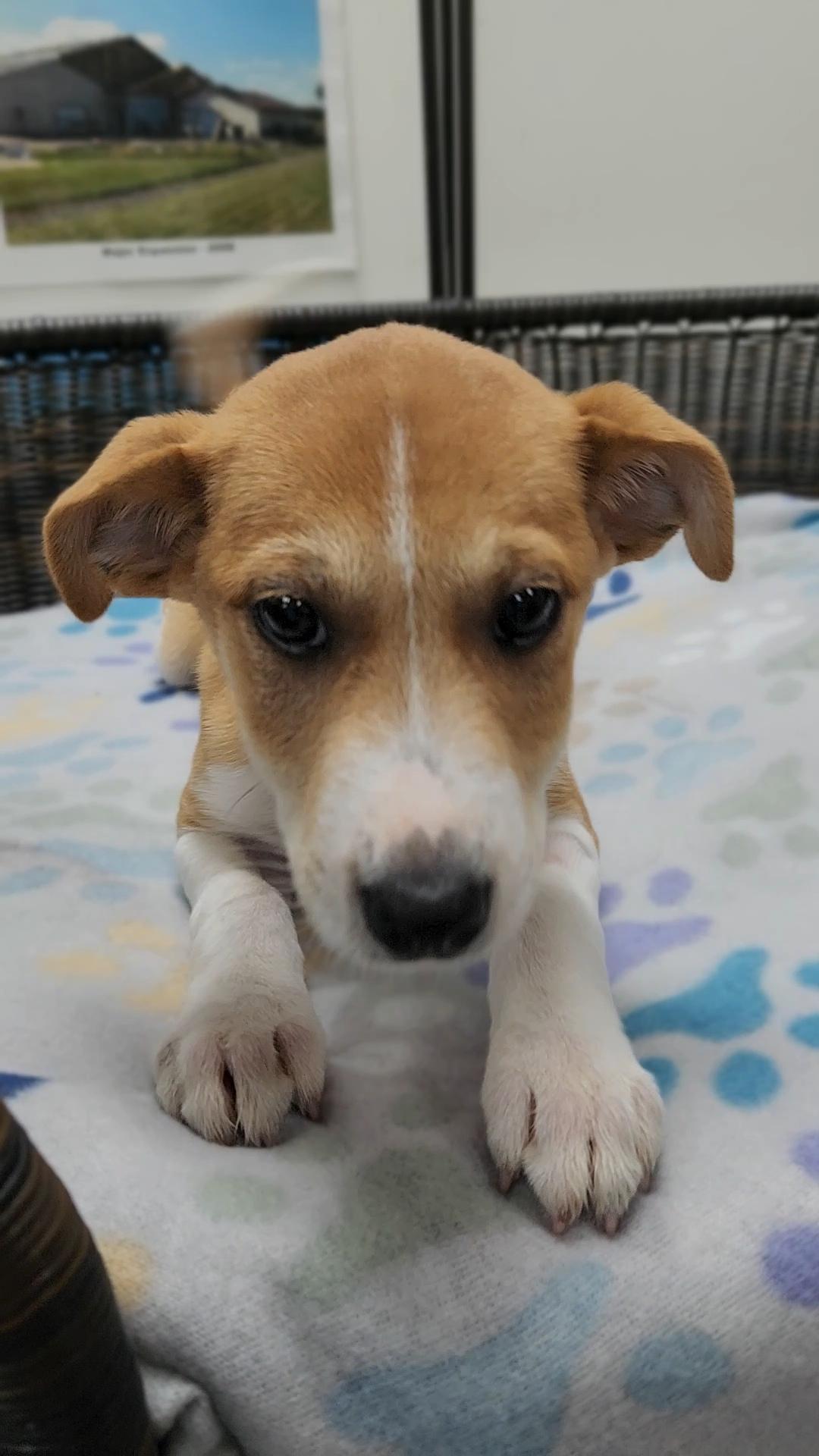 Luke, Adoptable, Puppy Male Rat Terrier & Border Collie.