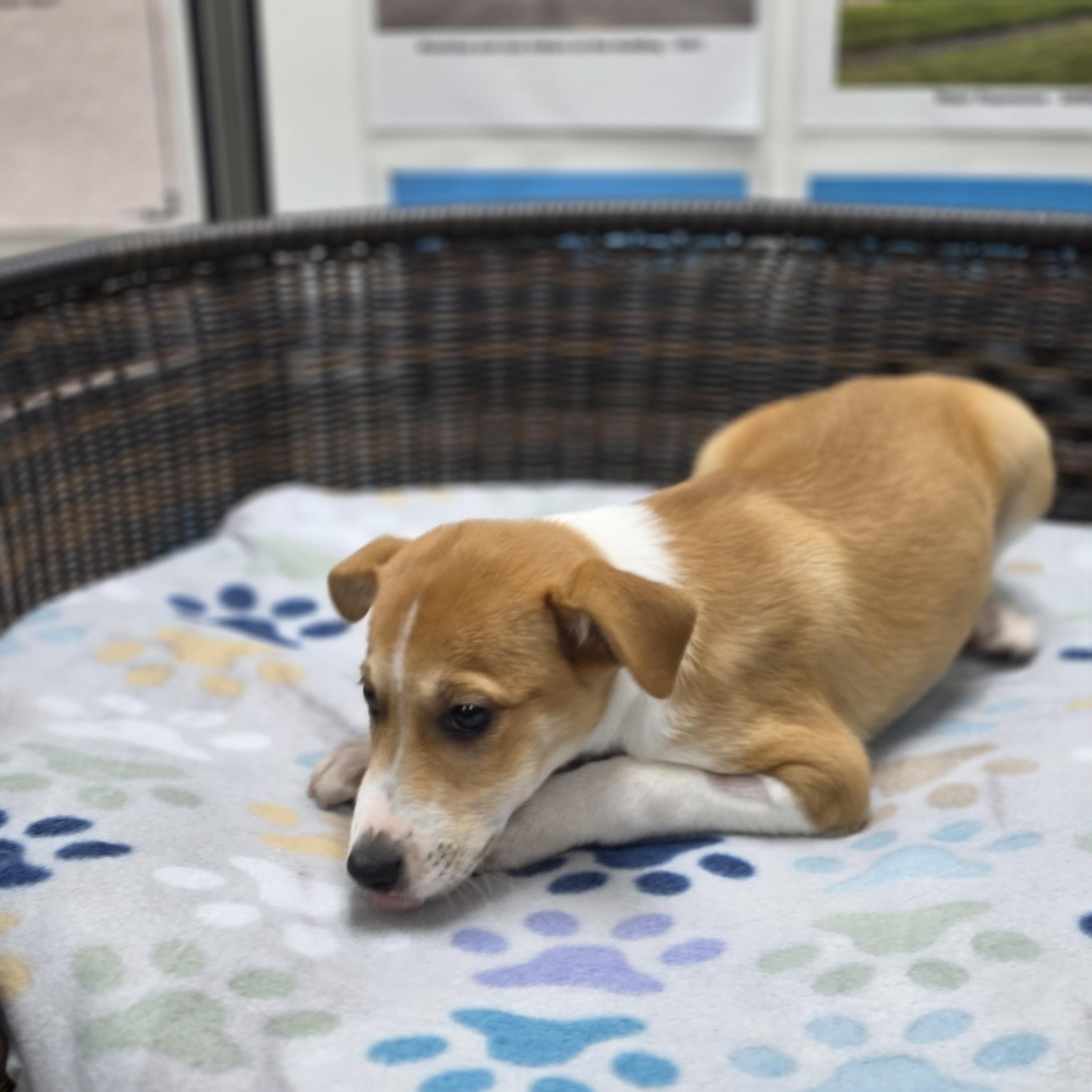 Enlarge Luke, a Adoptable mixed breed in Neillsville, WI image 5/5