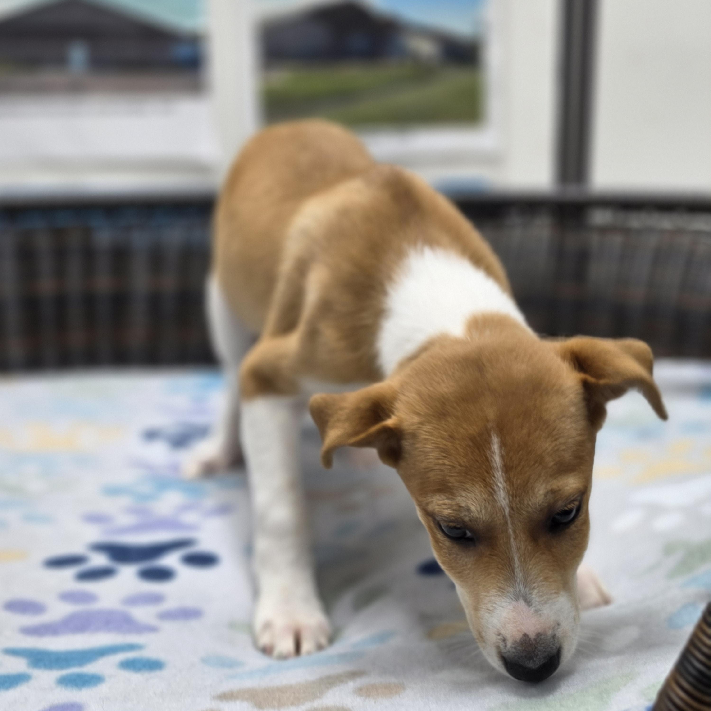 Enlarge Luke, a Adoptable mixed breed in Neillsville, WI image 4/5