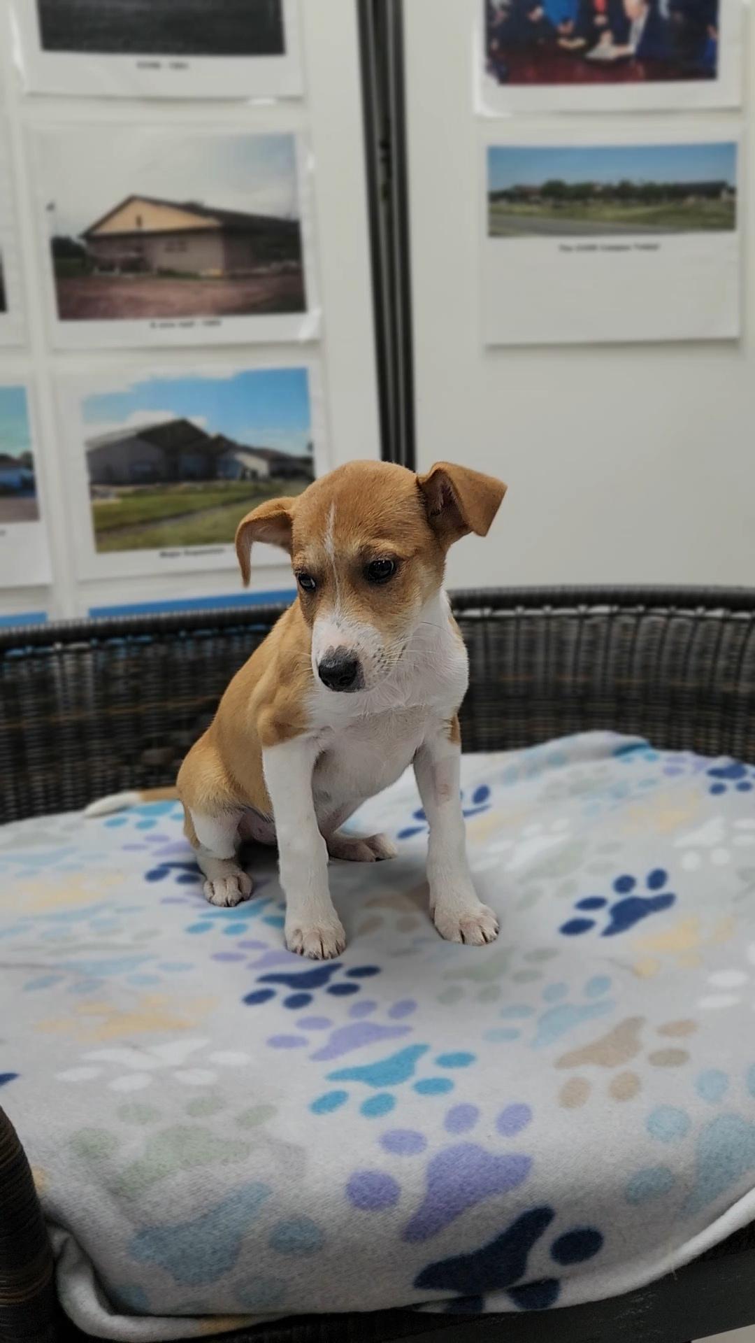 Enlarge Luke, a Adoptable mixed breed in Neillsville, WI image 2/5