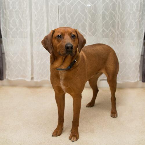 Forrest, Adoptable, Adult Male Rhodesian Ridgeback & Redbone Coonhound.