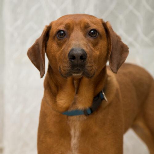 Enlarge Forrest, a Adoptable mixed breed in Duart, ON image 2/4