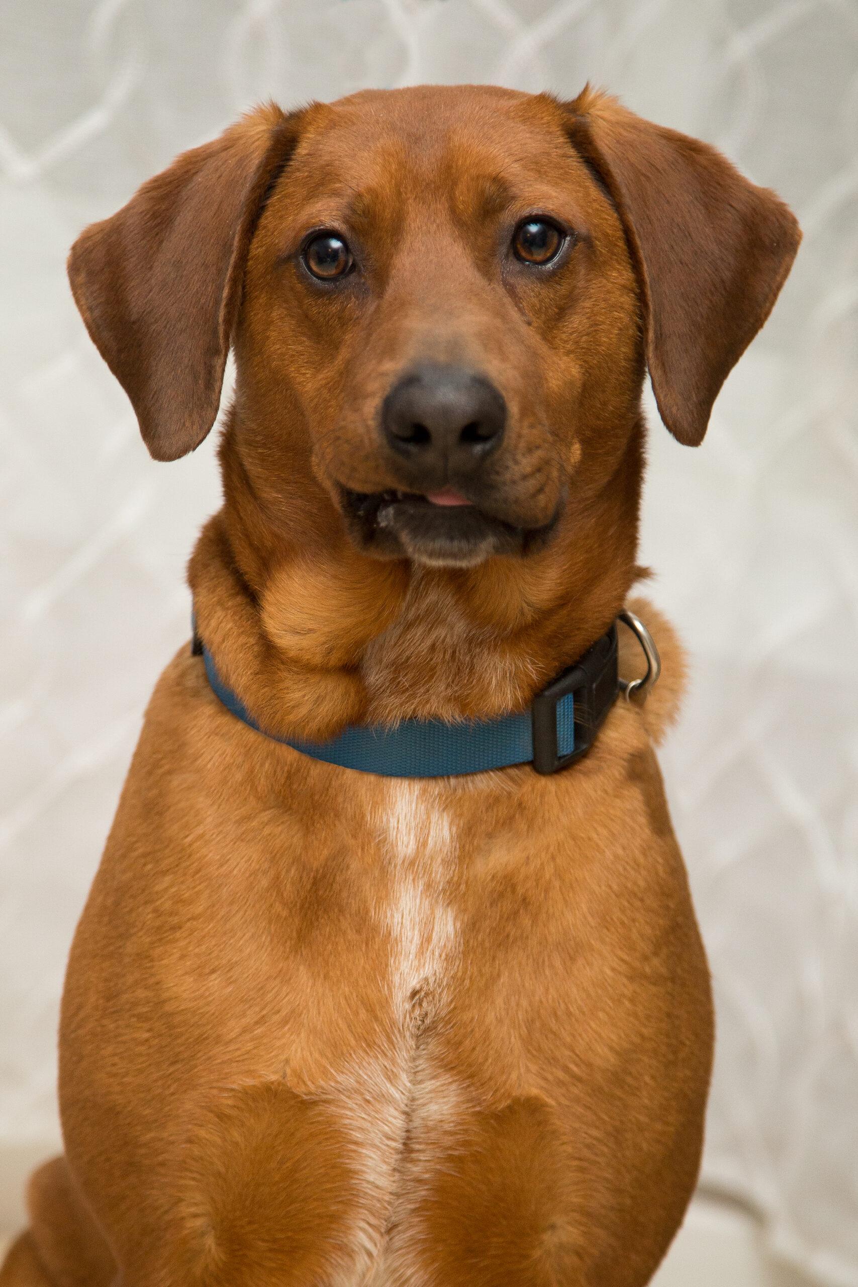Enlarge Forrest, a Adoptable mixed breed in Duart, ON image 4/4