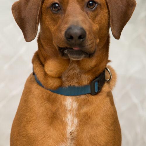 Enlarge Forrest, a Adoptable mixed breed in Duart, ON image 4/4