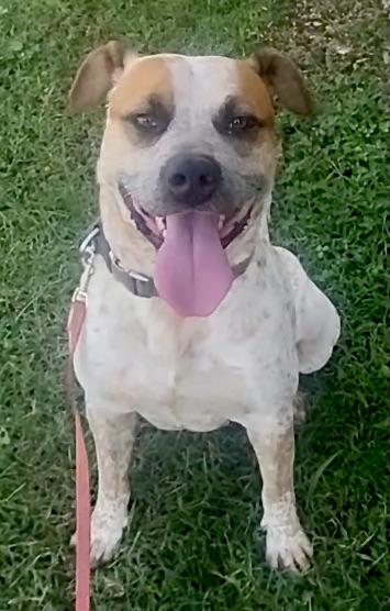 Bluey  S thumbnail 3