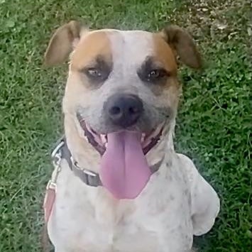 Enlarge Bluey - s, a Adoptable mixed breed in Sequatchie, TN image 2/6
