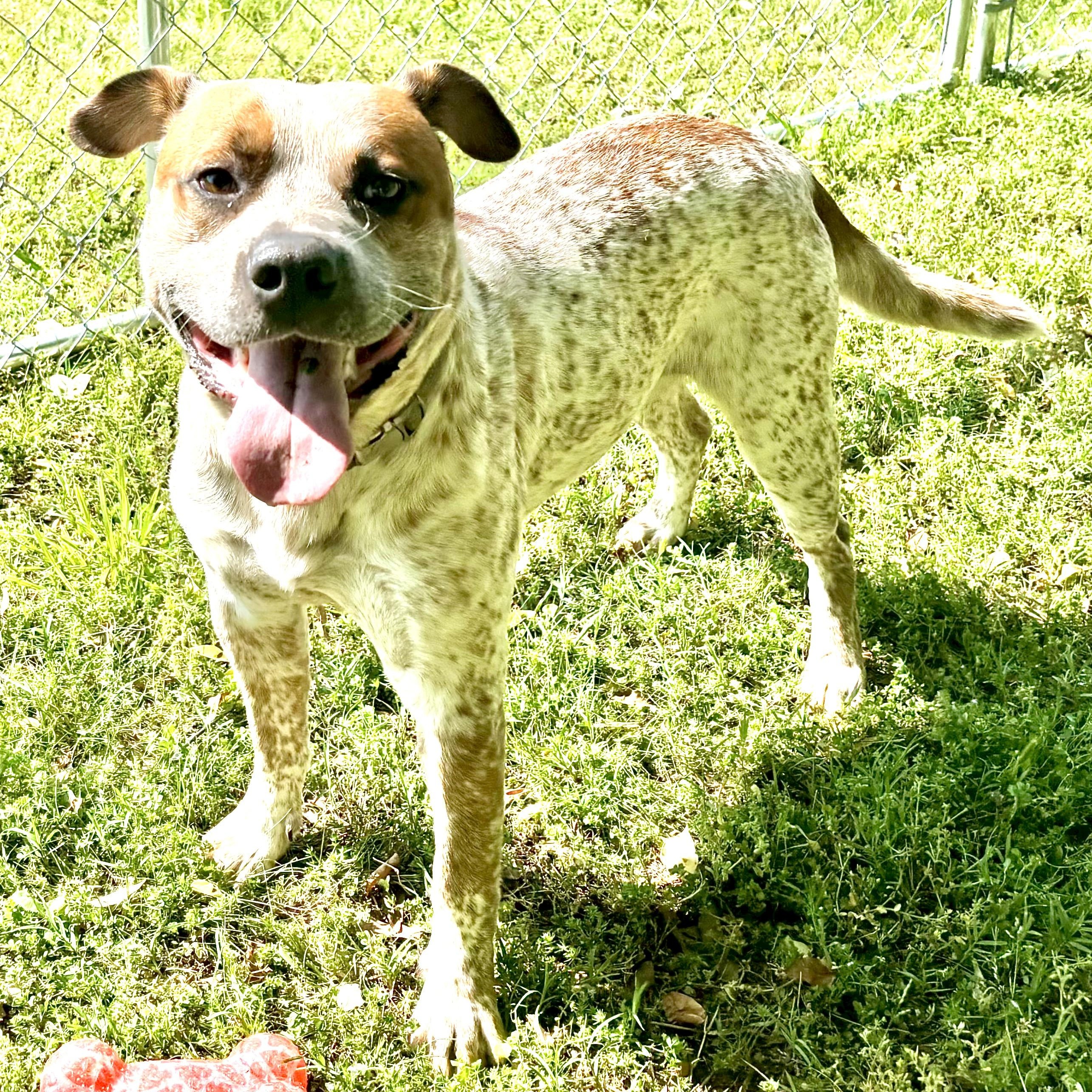 Enlarge Bluey - s, a Adoptable mixed breed in Sequatchie, TN image 3/6