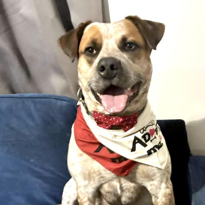 Enlarge Bluey - s, a Adoptable mixed breed in Sequatchie, TN image 1/6