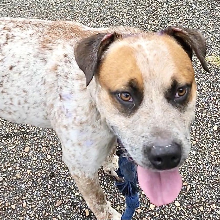 Bluey  S thumbnail 4