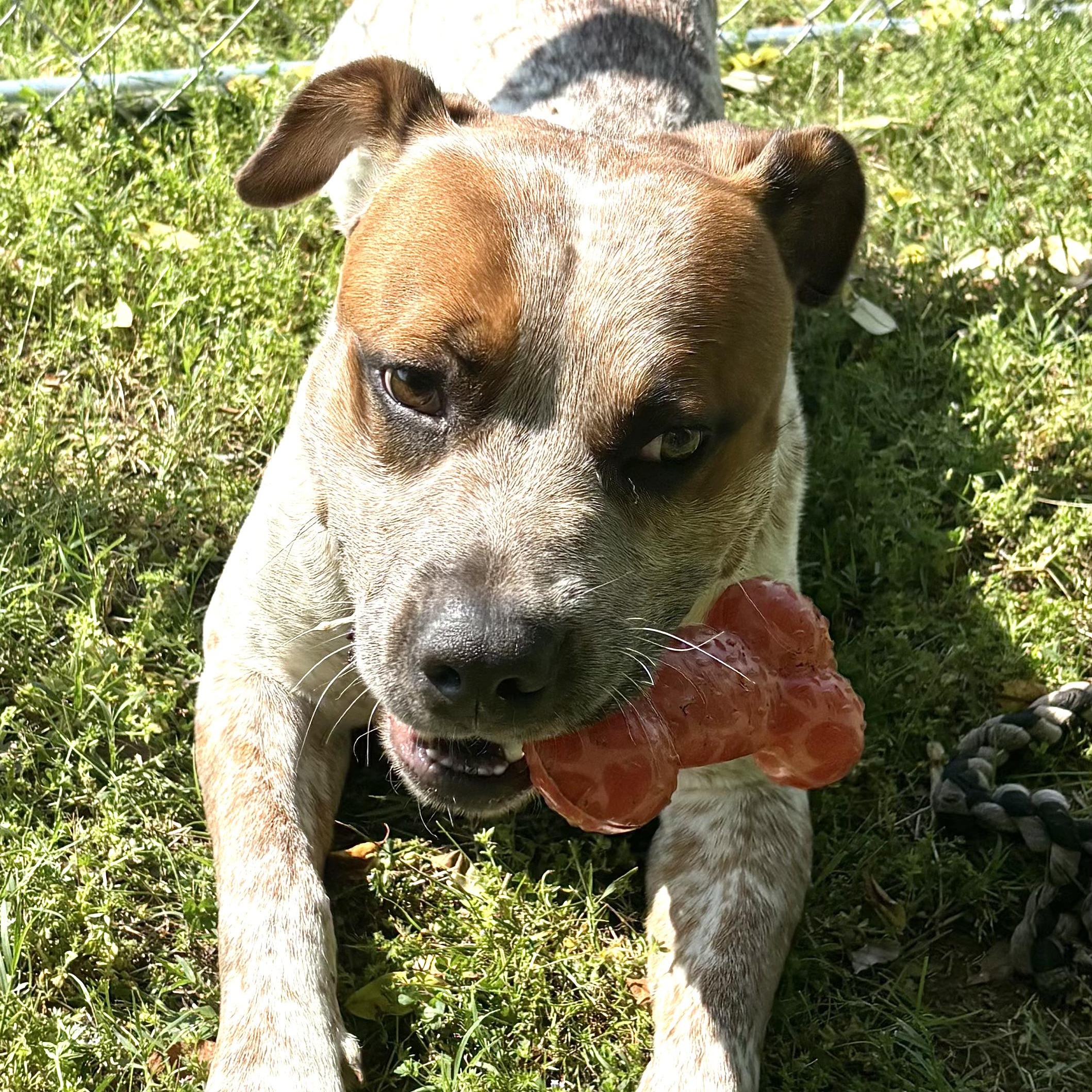 Enlarge Bluey - s, a Adoptable mixed breed in Sequatchie, TN image 5/6
