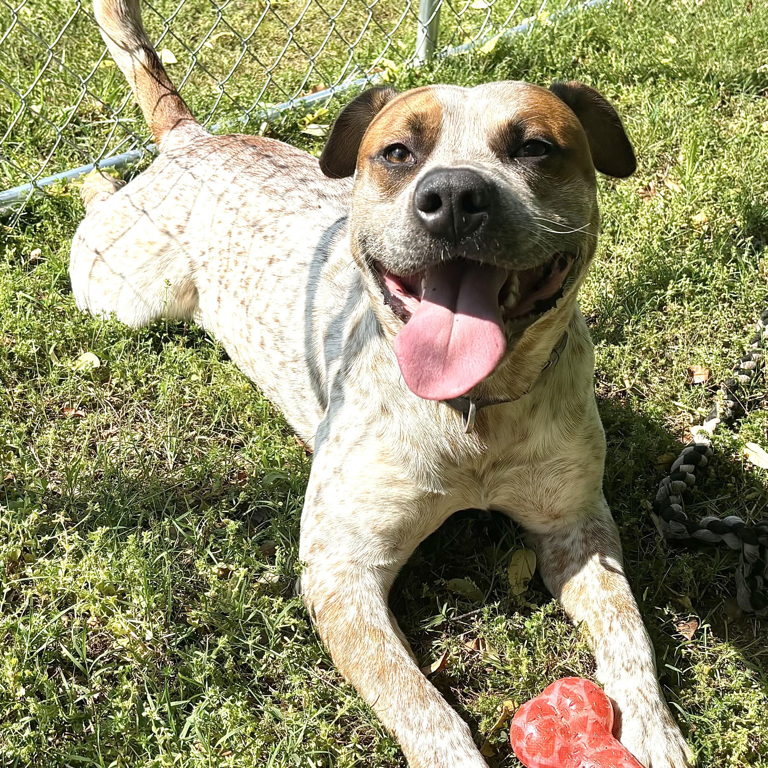 Enlarge Bluey - s, a Adoptable mixed breed in Sequatchie, TN image 1/6