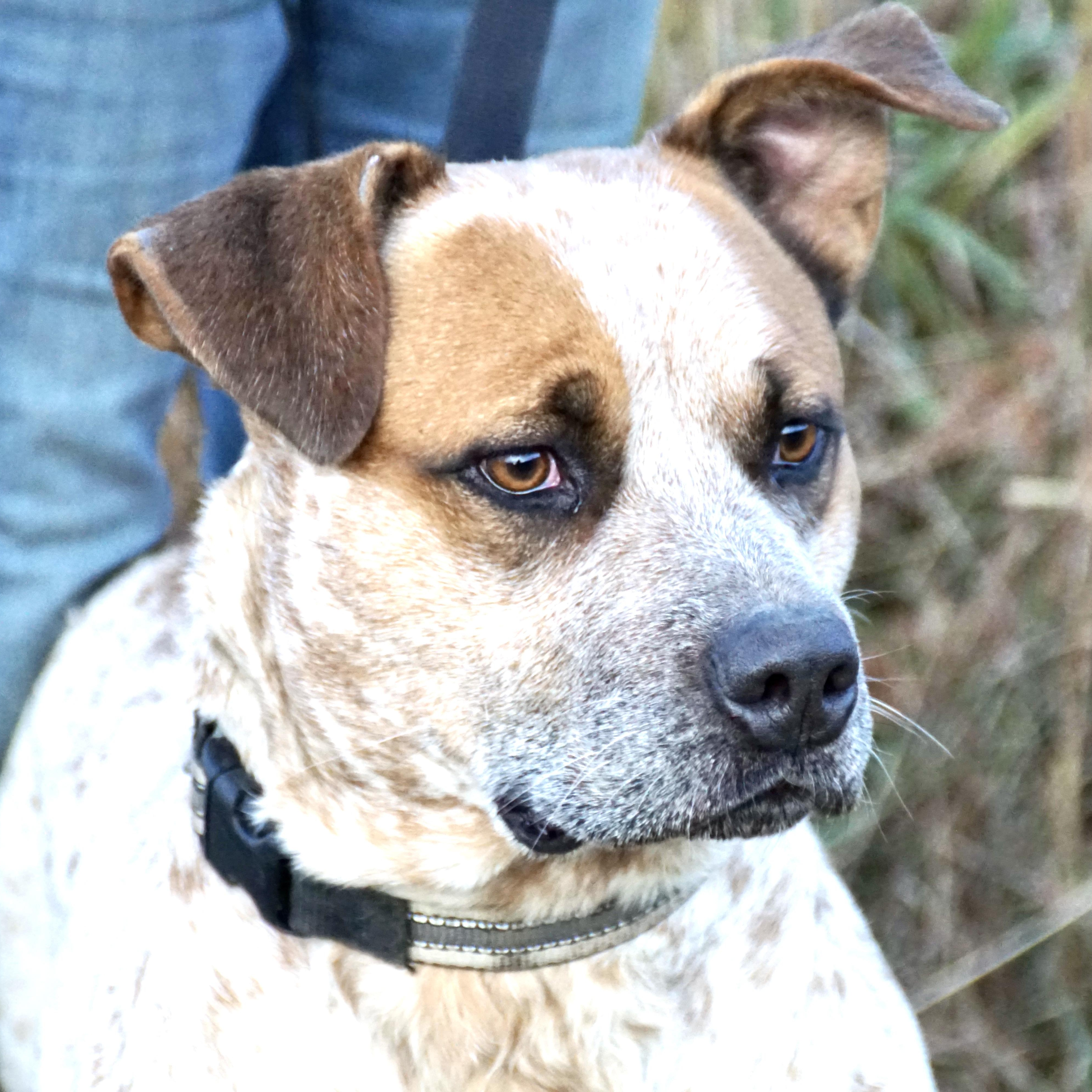 Enlarge Bluey - s, a Adoptable mixed breed in Sequatchie, TN image 5/6