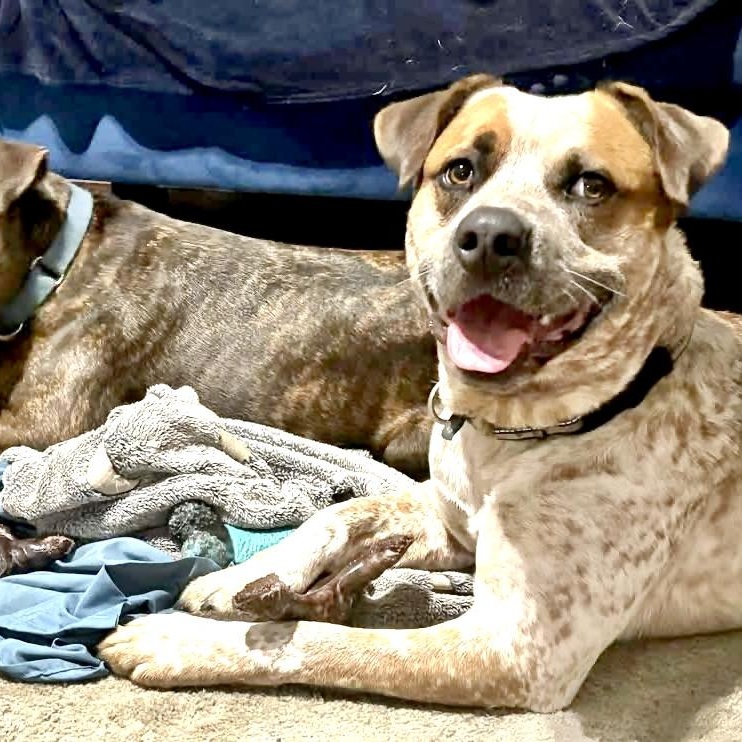 Enlarge Bluey - s, a Adoptable mixed breed in Sequatchie, TN image 4/6