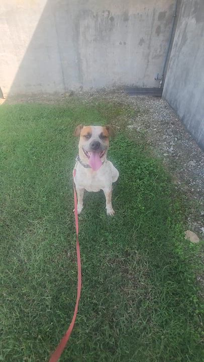 Enlarge Bluey - s, a Adoptable mixed breed in Sequatchie, TN video 6/6