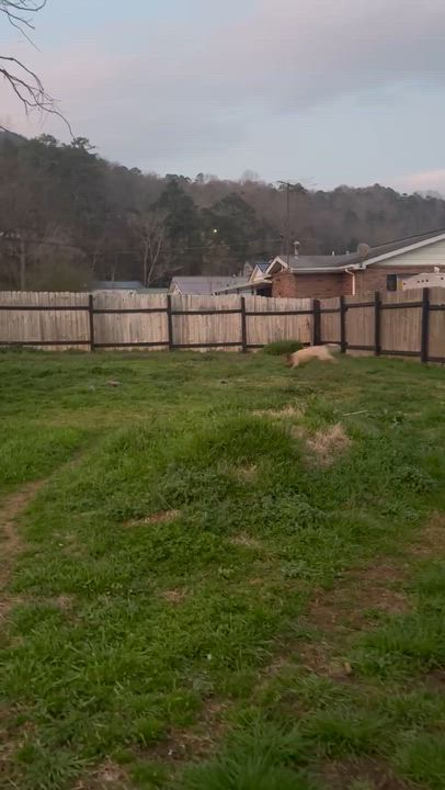 Enlarge Bluey - s, a Adoptable mixed breed in Sequatchie, TN video 6/6