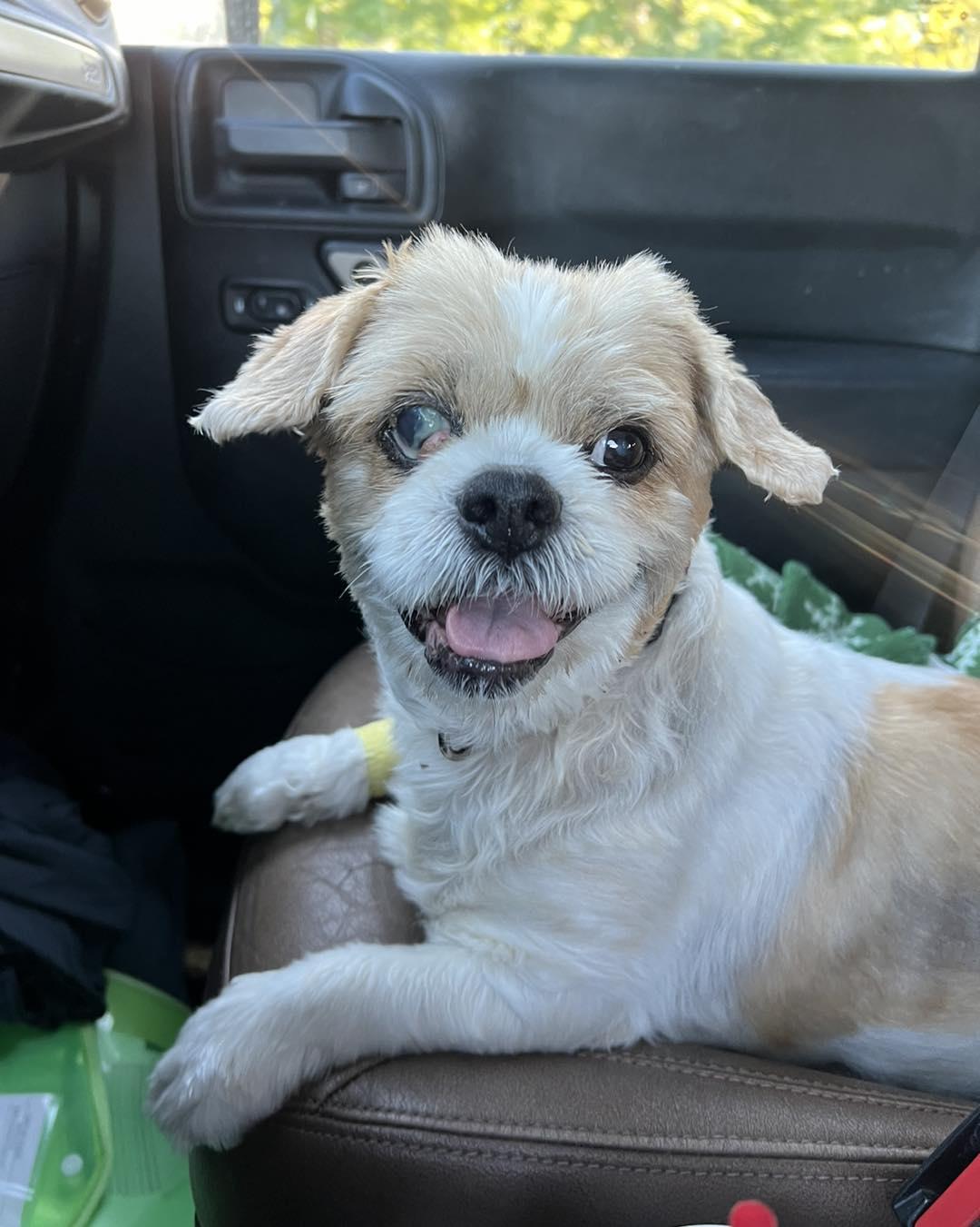 Abba, Adoptable, Senior Female Shih Tzu.