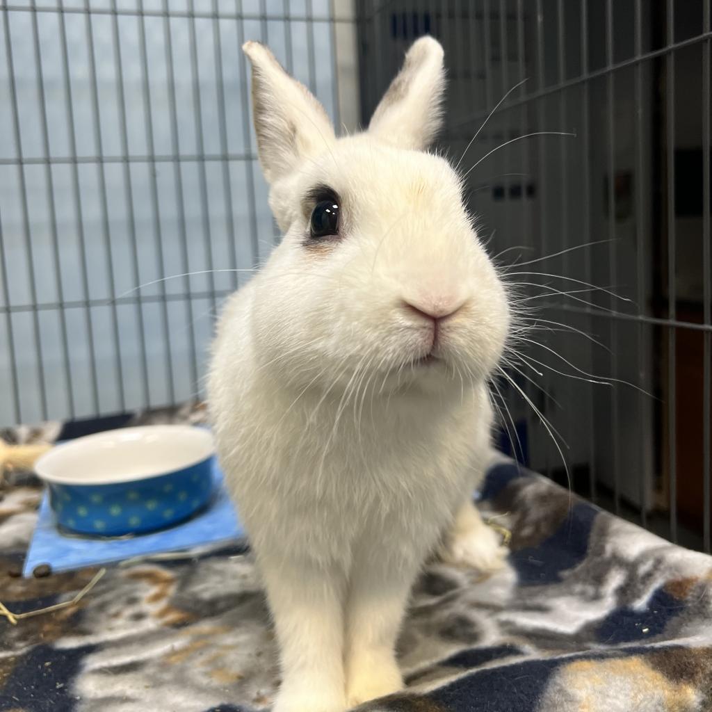 Enlarge Thumper, a Adoptable mixed breed in Warwick, RI image 1/4