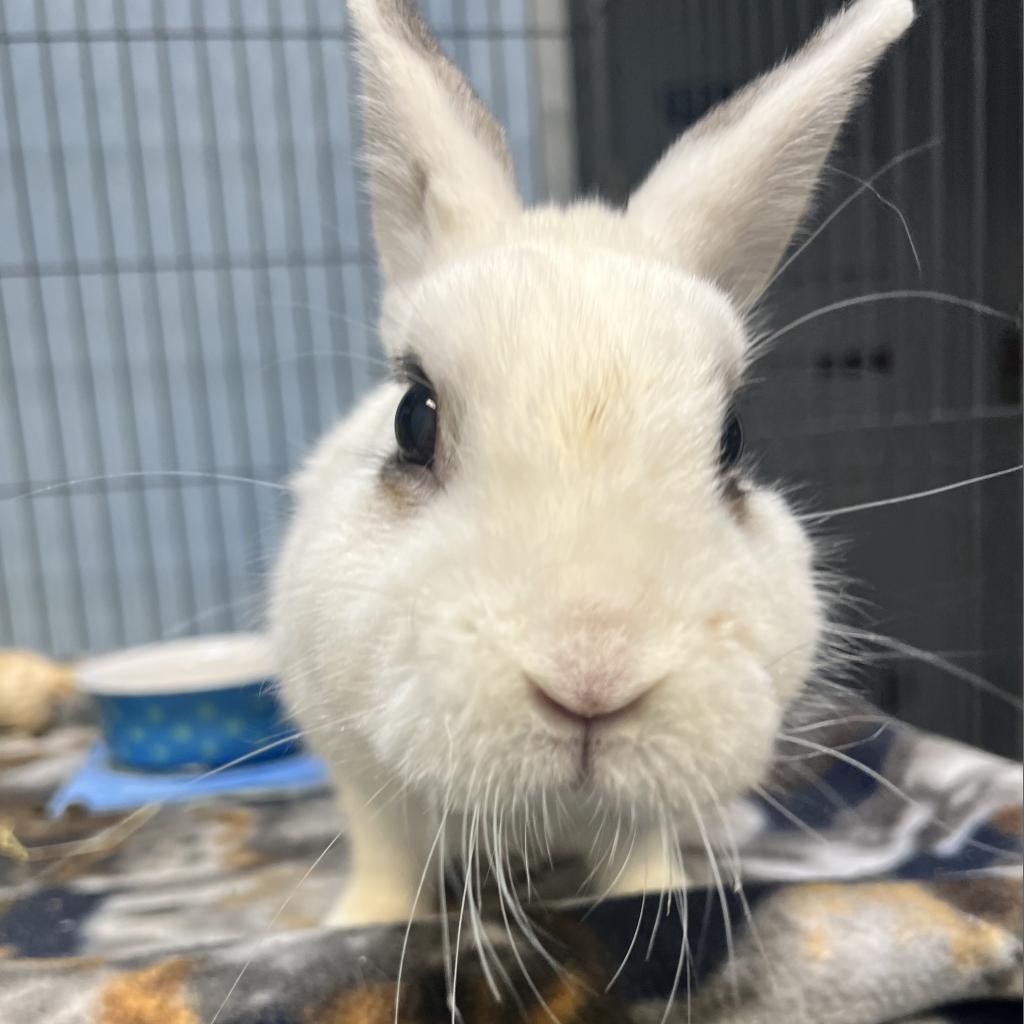 Enlarge Thumper, a Adoptable mixed breed in Warwick, RI image 2/4