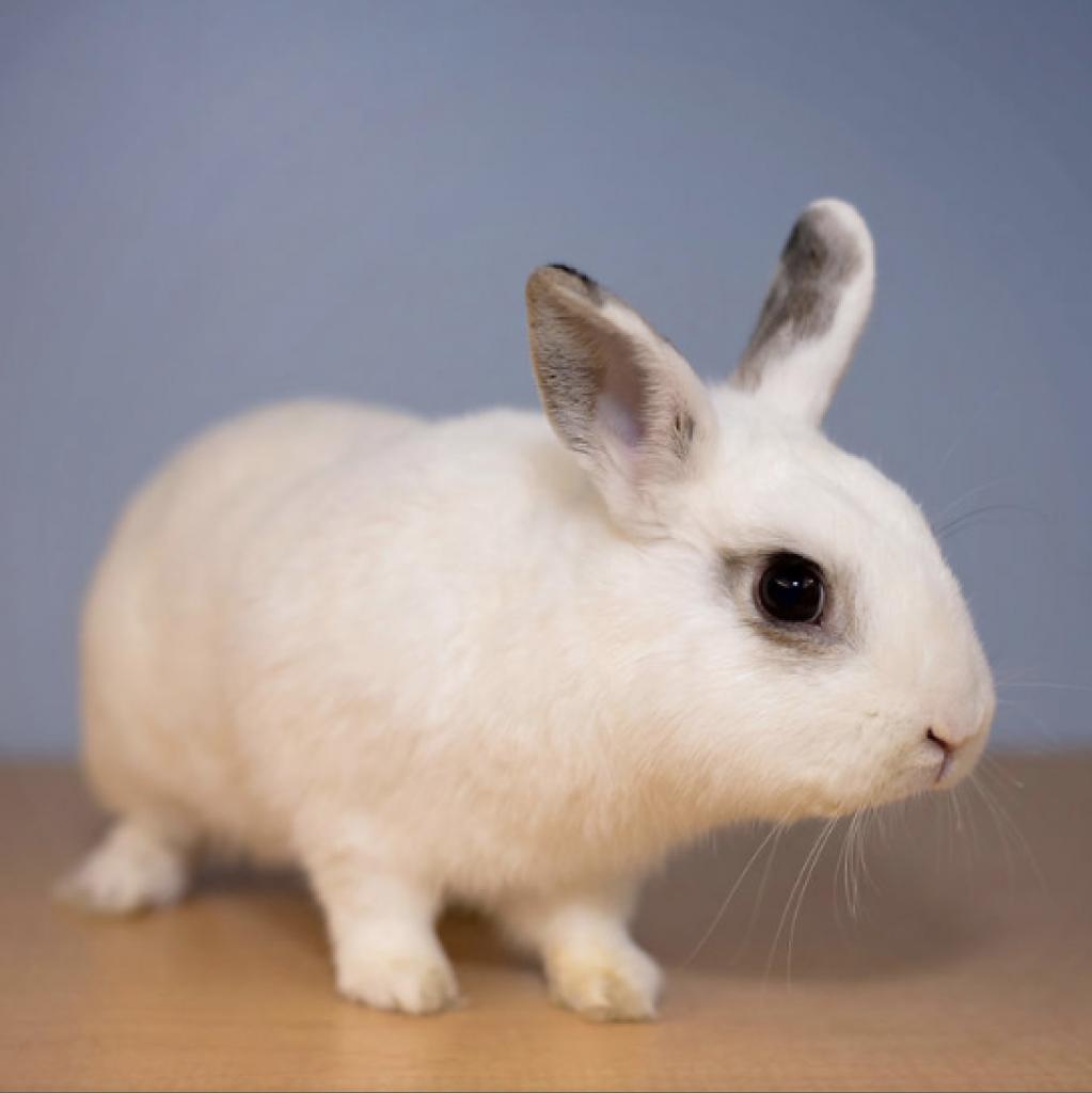 Enlarge Thumper, a Adoptable mixed breed in Warwick, RI image 3/4