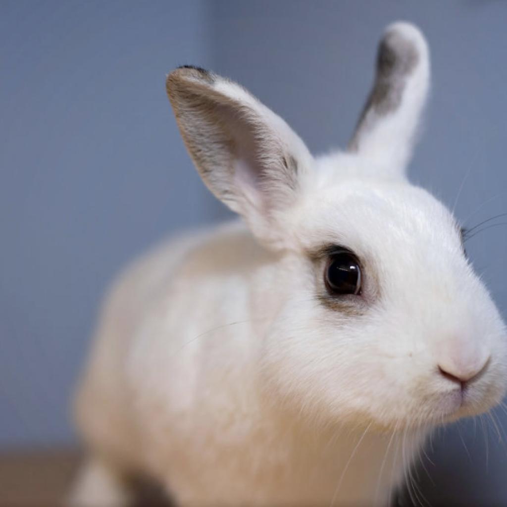 Enlarge Thumper, a Adoptable mixed breed in Warwick, RI image 4/4