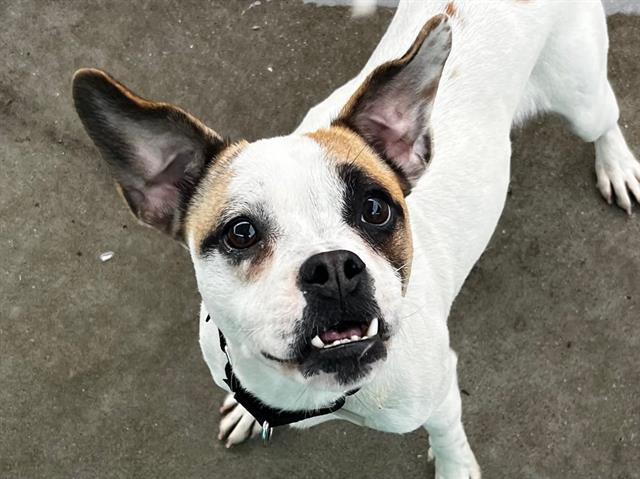 Enlarge ZOEY, a Adoptable Terrier in Martinez, CA image 1/1