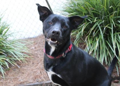 Frances, Adoptable, Adult Male Labrador Retriever & Mixed Breed.
