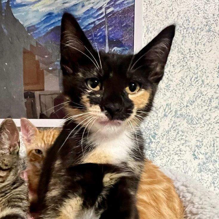 Enlarge Dorothea, a Adoptable mixed breed in Los Angeles, CA image 2/6