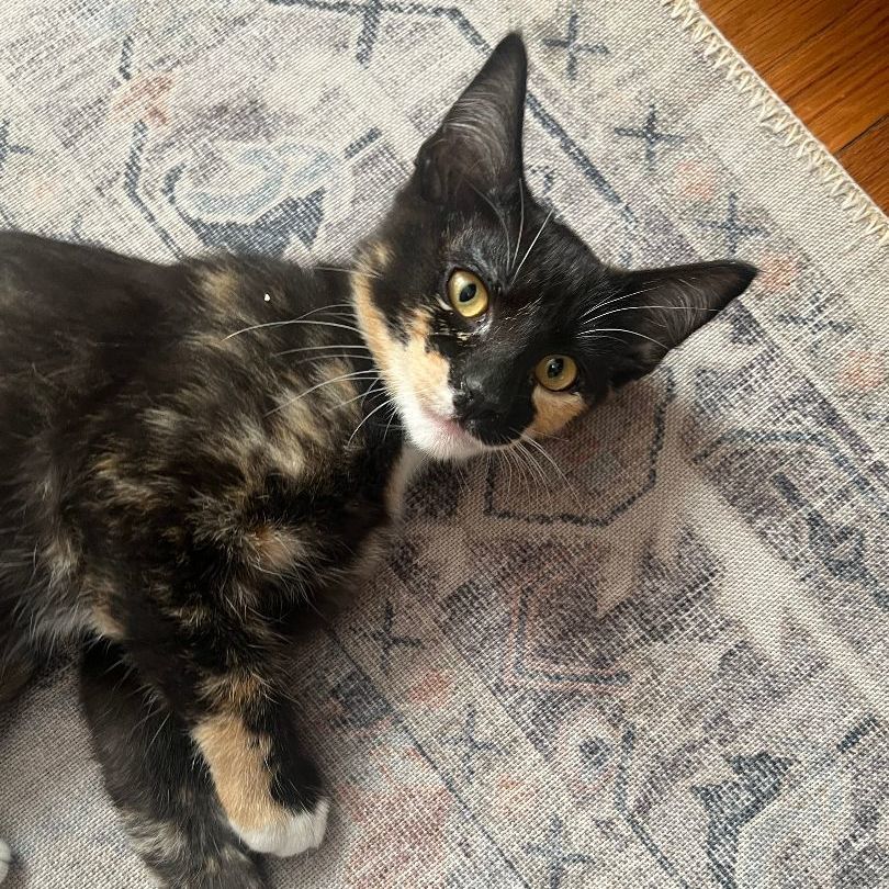 Enlarge Dorothea, a Adoptable mixed breed in Los Angeles, CA image 5/6