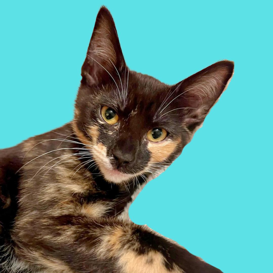 Enlarge Dorothea, a Adoptable mixed breed in Los Angeles, CA image 3/6