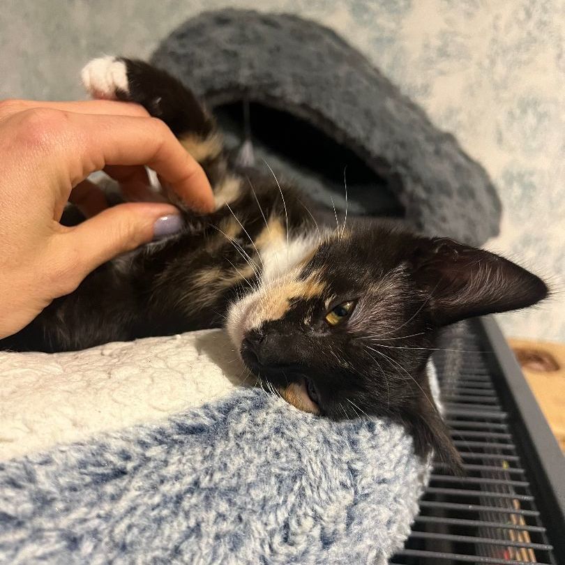 Enlarge Dorothea, a Adoptable mixed breed in Los Angeles, CA image 6/6