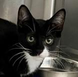 Enlarge Griddle, a Adoptable Domestic Short Hair in Santa Cruz, CA image 1/1